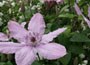 clematis (group 3)