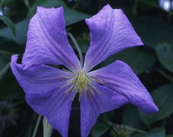 Clematis 'Perle d'Azur' (clematis (group 3))