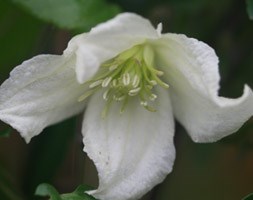 Clematis cirrhosa 'Jingle Bells' (clematis (group 1))