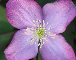 Clematis 'Freda' (clematis (group 1))