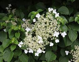 climbing hydrangea