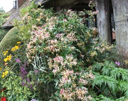 late Dutch honeysuckle