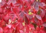 virginia creeper