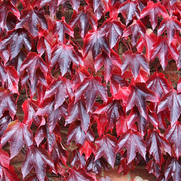plantas de hojas rojas selección lista árboles arbustos tapizantes enredaderas crasas