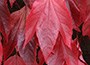 small-leaved virginia creeper
