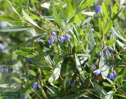 bluebell creeper