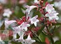 glossy abelia