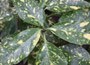 spotted laurel