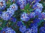 Californian lilac