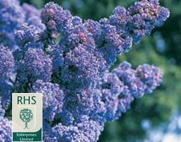 Ceanothus 'Puget Blue' (Californian lilac)