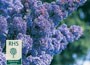 Californian lilac