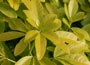 Mexican orange blossom