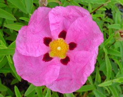 Cistus x purpureus (rock rose)