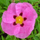 rock rose