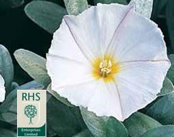 silverbush