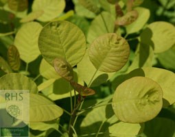 smoke bush