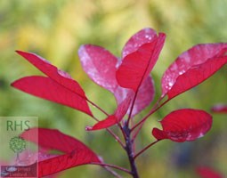 smoke bush