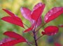 smoke bush
