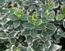 Euonymus fortunei 'Emerald Gaiety' (winter creeper)