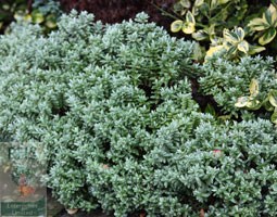 disk-leaved hebe