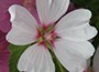Clement's mallow