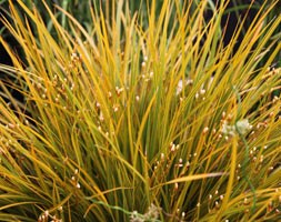 Libertia ixioides 'Goldfinger' (Libertia)