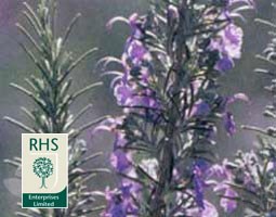 Rosmarinus officinalis 'Miss Jessopp's Upright' (rosemary)