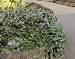 rosemary