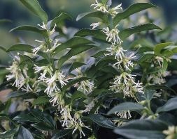 Sarcococca hookeriana var. humilis (sweet box)