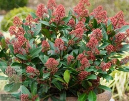 Japanese skimmia (male)