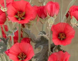 Sphaeralcea 'Newleaze Coral' (Sphaeralcea Newleaze Coral)