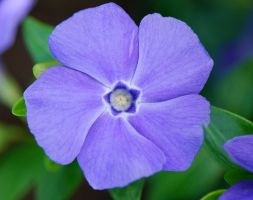 lesser periwinkle lesser periwinkle