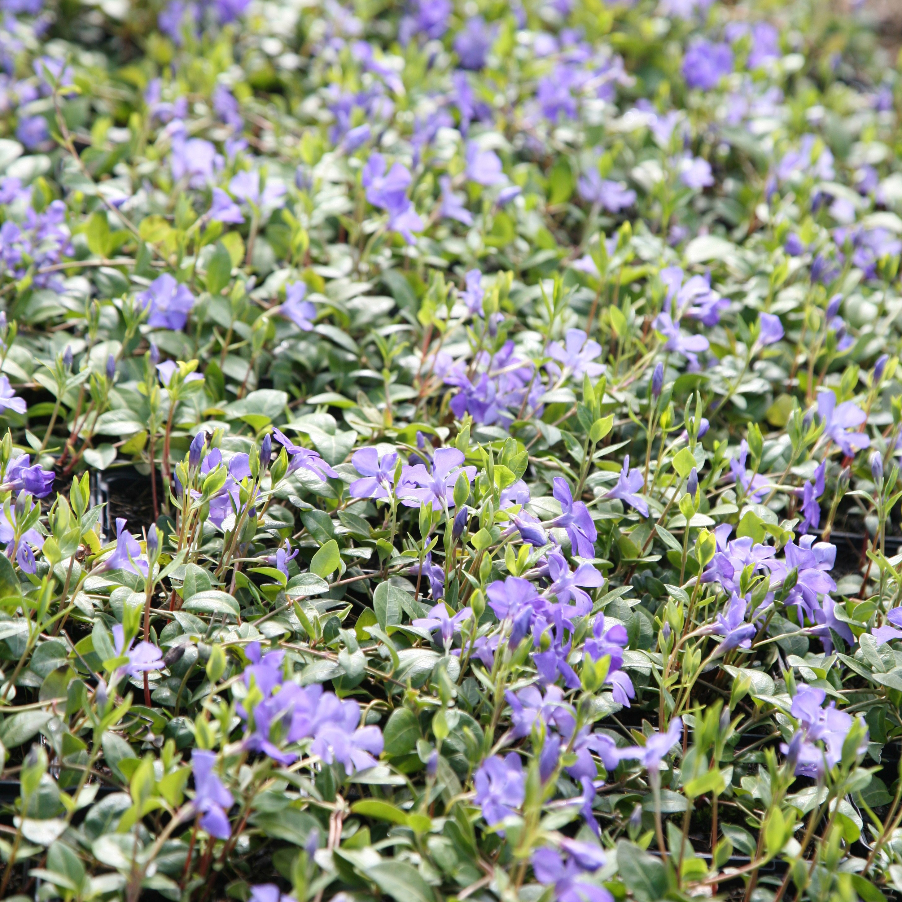 lesser periwinkle lesser periwinkle