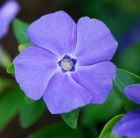 lesser periwinkle