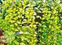 lesser periwinkle