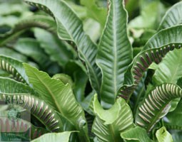 hart's tongue fern