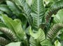 hart's tongue fern