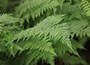 lady fern