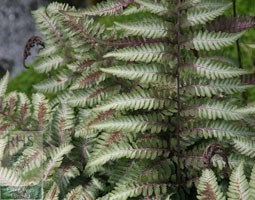 painted lady fern