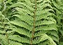 male fern