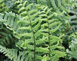 male fern