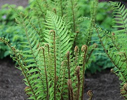 alpine wood fern