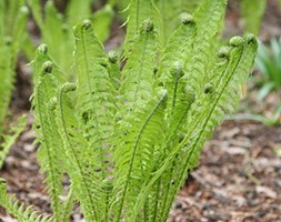 ostrich fern