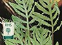 sensitive fern
