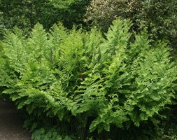 royal fern