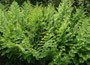 royal fern