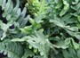 common polypody