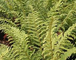 Polystichum setiferum (soft shield fern)