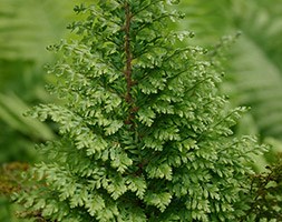 Polystichum setiferum 'Plumosomultilobum' (soft shield fern)