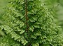 soft shield fern